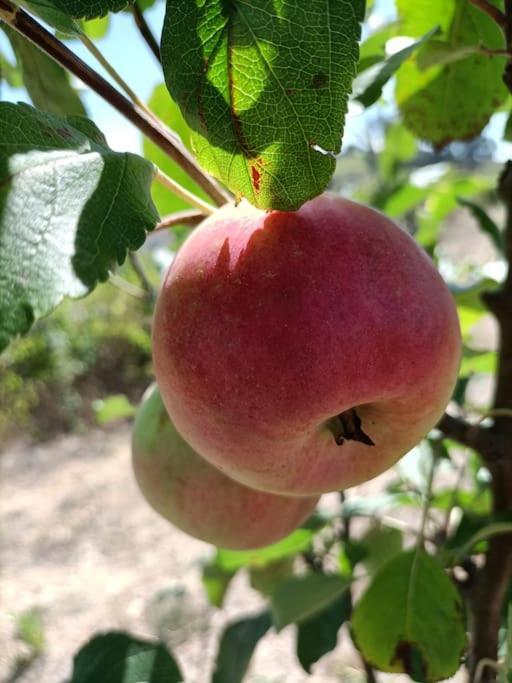 Вилла Quinta Da Estima Dous Portos Экстерьер фото